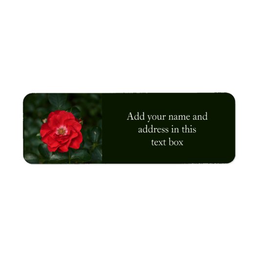 Rote Rose P 6568 (Vorne)