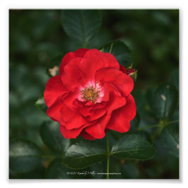 Rote Rose P 6568 Fotodruck
