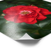 Rote Rose P 6568 Fotodruck (Ecke)