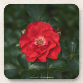 Rote Rose P 6568 Getränkeuntersetzer (Vorderseite)