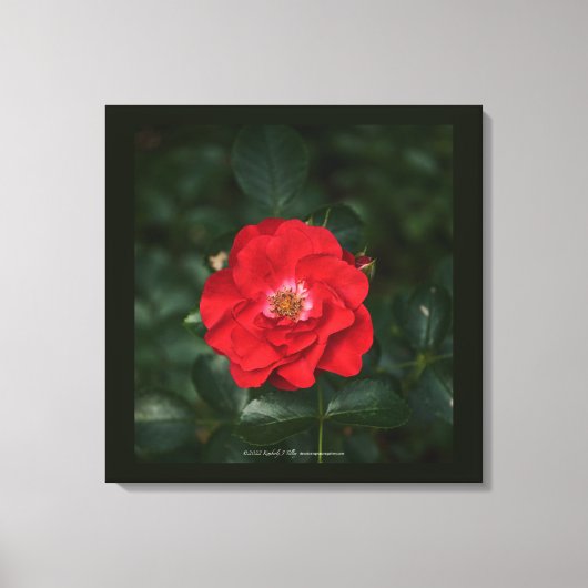 Rote Rose P 6568 Leinwanddruck (Vorderseite)