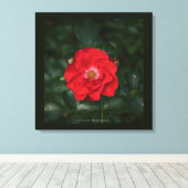 Rote Rose P 6568 Leinwanddruck (Insitu (Holzboden))