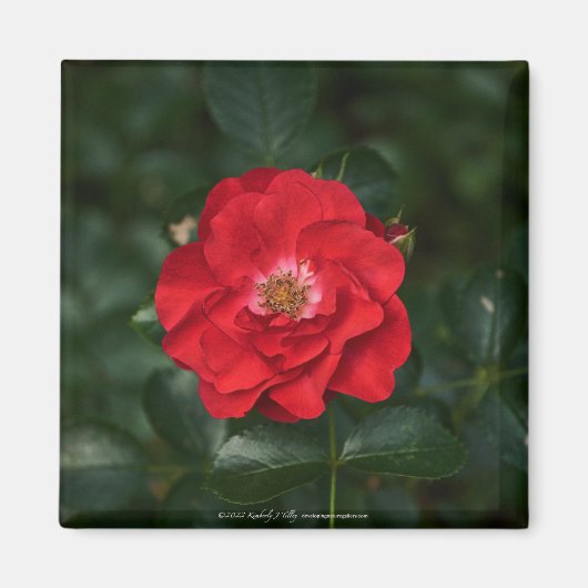 Rote Rose P 6568 Magnet (Vorne)