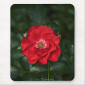 Rote Rose P 6568 Mousepad (Vorne)