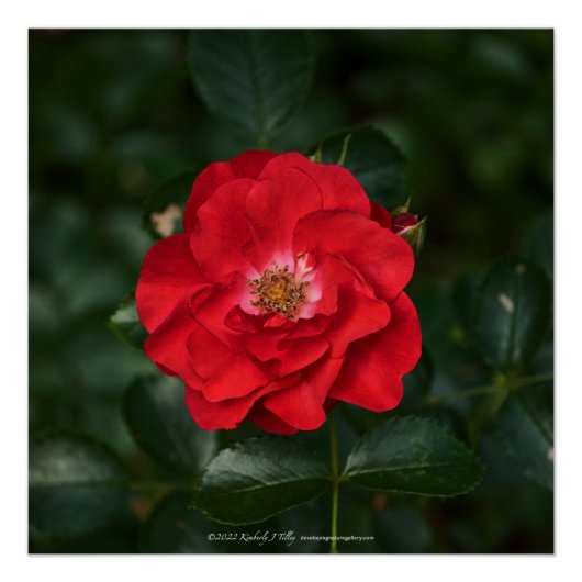 Rote Rose P 6568 Poster (Vorderseite)