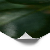 Rote Rose P 6568 Poster (Ecke)