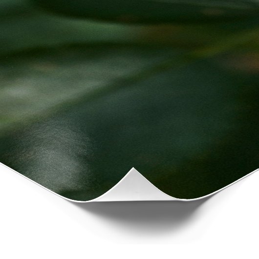 Rote Rose P 6568 Poster (Ecke)