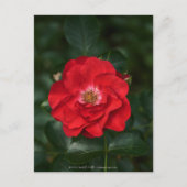 Rote Rose P 6568 Postkarte (Vorderseite)
