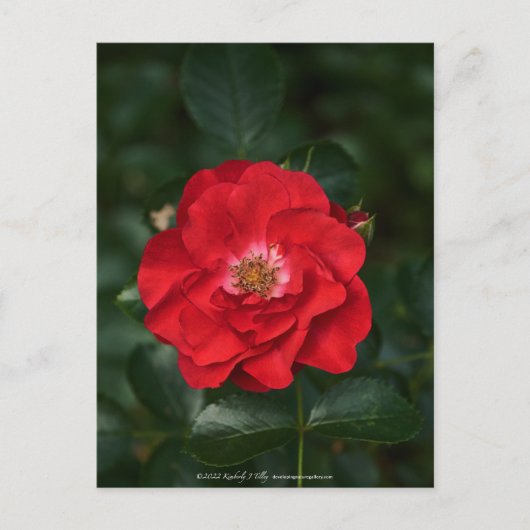 Rote Rose P 6568 Postkarte (Vorderseite)