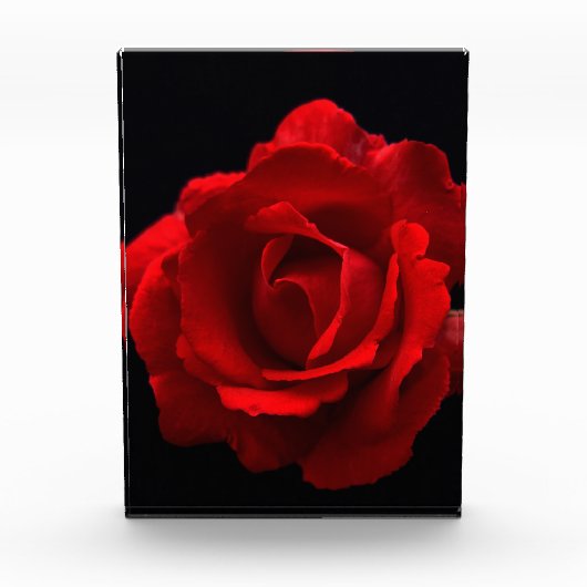 Rote Rose pbcna Fotoblock (Vorderseite)