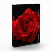 Rote Rose pbcna Fotoblock (Links)