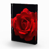 Rote Rose pbcna Fotoblock (Rechts)