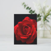 Rote Rose pccnm Postkarte (Stehend Vorderseite)