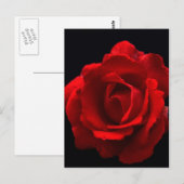Rote Rose pccnm Postkarte (Vorne/Hinten)