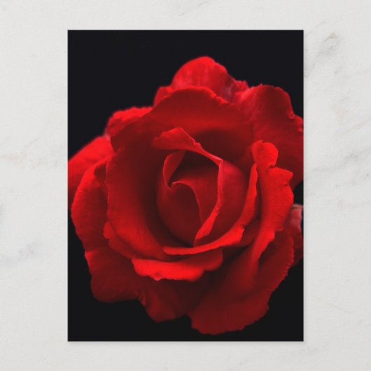 Rote Rose pccnm Postkarte (Vorderseite)
