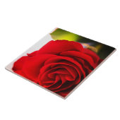 Rote Rose Petals Blume Floral Fliese (Seite)