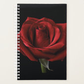 Rote Rose Planer (Vorderseite)