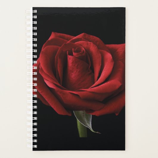 Rote Rose Planer (Vorderseite)