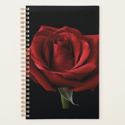 Rote Rose Planer (Vorderseite)