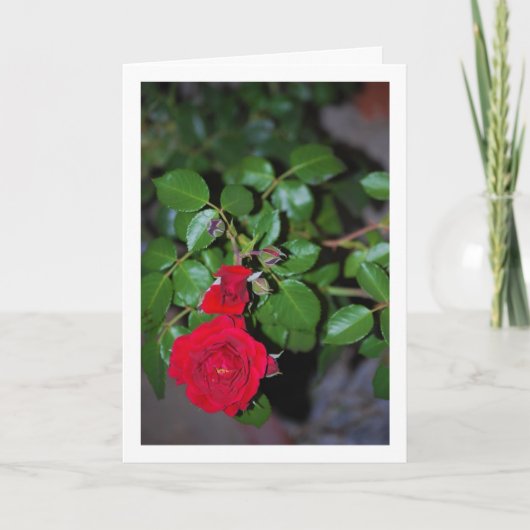 Rote Rose Portrait Karte (Vorderseite)