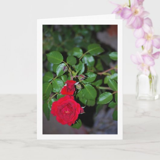 Rote Rose Portrait Karte (Orchidee)
