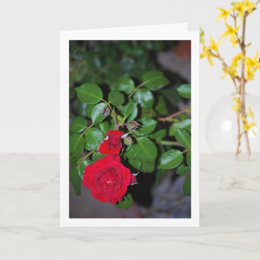 Rote Rose Portrait Karte (Gelbe Blume)