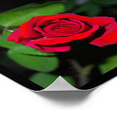 Rote Rose Poster (Ecke)