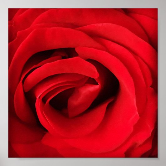 Rote Rose Poster (Vorne)