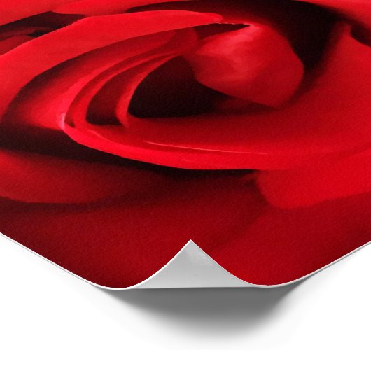 Rote Rose Poster (Ecke)