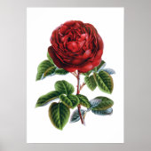 Rote Rose Poster (Vorne)