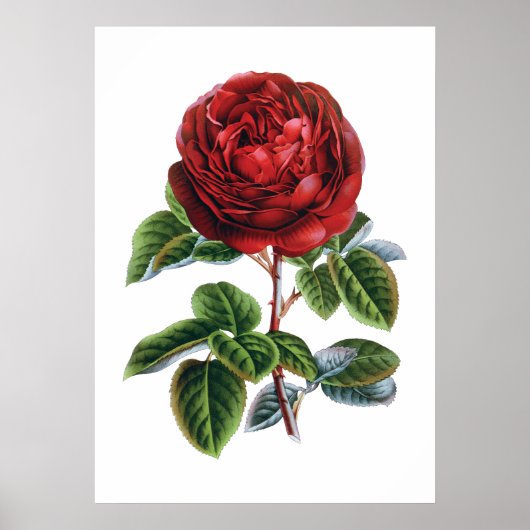 Rote Rose Poster (Vorne)