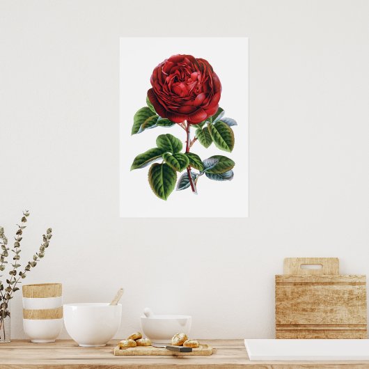 Rote Rose Poster (Küche)