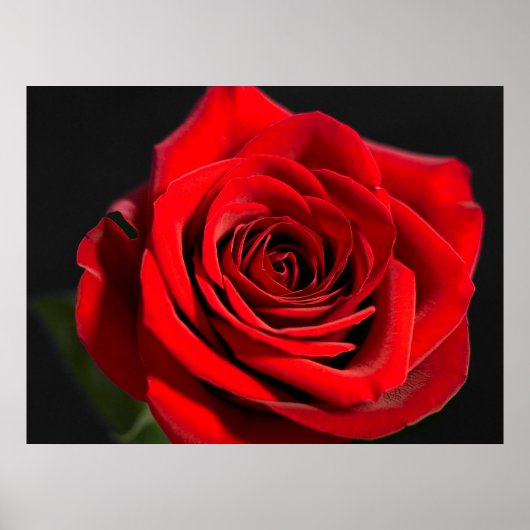 Rote Rose Poster (Vorne)