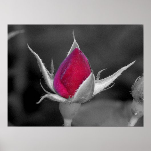 Rote Rose Poster (Vorne)