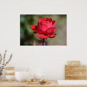 Rote Rose Poster (Küche)