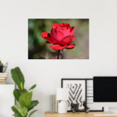 Rote Rose Poster (Heimbüro)