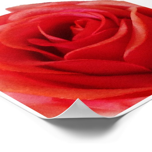 Rote Rose Poster (Ecke)