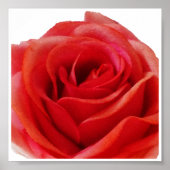 Rote Rose Poster (Vorne)