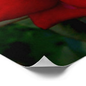 Rote Rose Poster (Ecke)