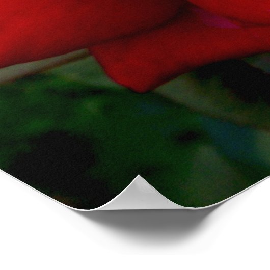 Rote Rose Poster (Ecke)