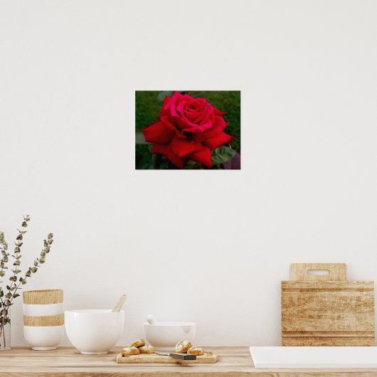 Rote Rose Poster (Küche)
