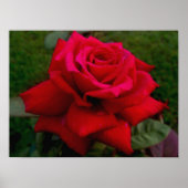 Rote Rose Poster (Vorne)
