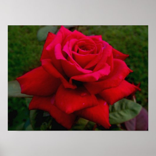 Rote Rose Poster (Vorne)