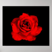 Rote Rose Poster (Vorne)