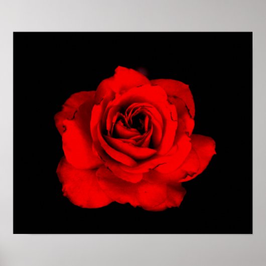 Rote Rose Poster (Vorne)