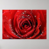 Rote Rose Poster (Vorne)