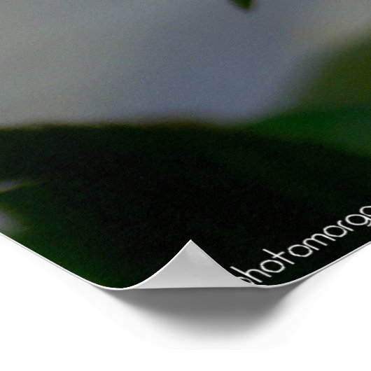 Rote Rose Poster (Ecke)