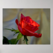 Rote Rose Poster (Vorne)