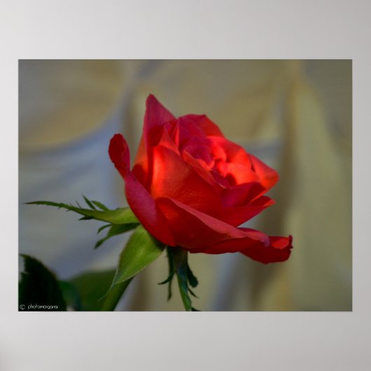 Rote Rose Poster (Vorne)