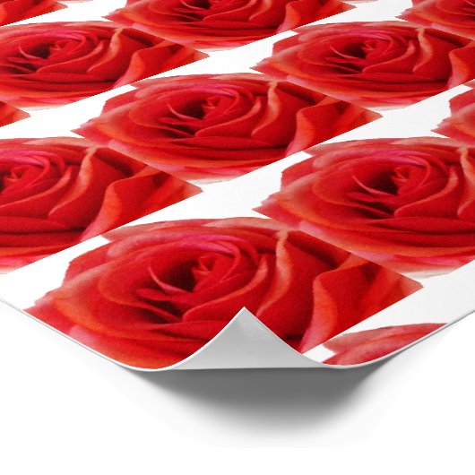 Rote Rose Poster (Ecke)